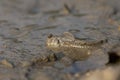 Mudskipper on Mud Flat Royalty Free Stock Photo