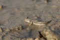 Mudskipper on Mud Flat Royalty Free Stock Photo
