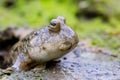 Mudskipper on Mud Flat Royalty Free Stock Photo