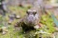 Mudskipper on Mud Flat Royalty Free Stock Photo