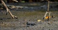 Mudskipper on mud in a serene mangrove swamp. Biodiverse ecosystem. Coastal ecosystem. Biodiverse mangrove habitat. Mudskipper on Royalty Free Stock Photo