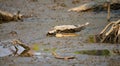 Mudskipper on mud in a serene mangrove swamp. Biodiverse ecosystem. Coastal ecosystem. Biodiverse mangrove habitat. Mudskipper on Royalty Free Stock Photo