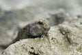 A mudskipper (Periophthalmus) Royalty Free Stock Photo