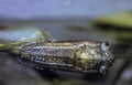 Mudskipper, periophthalmus sp, Adult standing at Surface Royalty Free Stock Photo