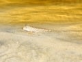 Mudskipper Queensland Australia Royalty Free Stock Photo