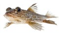 Mudskipper rests against a white background highlighting its distinctive body structure and vibrant eyes. This Royalty Free Stock Photo