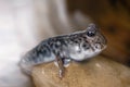 Mudskipper on rock 1 Royalty Free Stock Photo