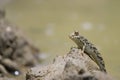 Mudskipper stand on mud