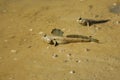 mudskipper Royalty Free Stock Photo