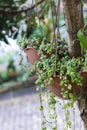 Muehlenbeckia complexa, tropical hanging indoor outdoor plant.