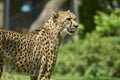 the african cheetah is the fasted land mammal on earth Royalty Free Stock Photo