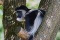 Black and white colobus monkey sitting high in a tree