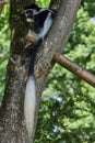 Black and white colobus monkey sitting high in a tree