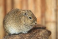 Muenster yellow-toothed cavy