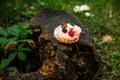 Muffin or cupcake with Cream with wild berries