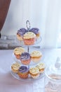 Muffins with cream, wedding sweet table. Purple and white cupcakes. Set of cupcakes. Colorful cream muffins. Royalty Free Stock Photo