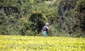 Woman working in Tanzanian tea plantation.