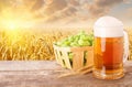 Mug of beer against wheat field Royalty Free Stock Photo