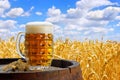mug of beer against wheat field Royalty Free Stock Photo