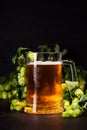 Mug of beer with hop cones on dark wooden background. October fest background Royalty Free Stock Photo