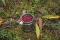 mug blueberries cranberries autumn summer forest wildlife nature gifts of the forest