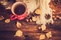 Mug of hot coffee in a woman's hand in a sweater in the autumn setting on a wooden table with a knitted scarf, sweater. Comfort, Royalty Free Stock Photo