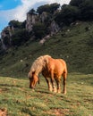 Horse grazing by Mugarra Royalty Free Stock Photo