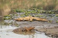 Muggar Crocodile on Riverbank Royalty Free Stock Photo