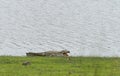 Mugger Basking on lake bank at Ranthambhore National Park Royalty Free Stock Photo