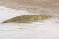 Mugger Crocidile on a River Bank