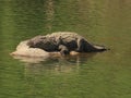 Mugger Crocodile lazing on a rock in the river Royalty Free Stock Photo