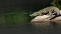 Crocodylus palustris - Wild Marsh Crocodile taking the plunge into the river Royalty Free Stock Photo