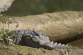 Mugger Crocodile in Bardia, Nepal