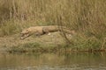 Mugger Crocodile in Bardia, Nepal Royalty Free Stock Photo