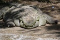 Mugger crocodile or  broad-snouted crocodile or Marsh Crocodile   Crocodylus palustris Royalty Free Stock Photo