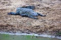 The mugger crocodile Crocodylus palustris, also called the Indian, Indus, Persian, Sindhu, marsh crocodile or simply mugger on Royalty Free Stock Photo