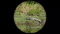 Mugger Crocodile Crocodylus palustris, also called Marsh Crocodile Seen in Gun Rifle Scope. Wildlife Hunting. Poaching