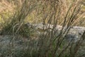 Mugger crocodile Crocodylus palustris basking on river bank in Chitwan National Park, Nepal Royalty Free Stock Photo