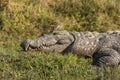 Mugger crocodile Crocodylus palustris basking on river bank in Chitwan National Park, Nepal