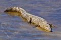 Mugger Crocodile, Royal Bardia National Park, Nepal