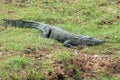 Mugger Crocodile Royalty Free Stock Photo