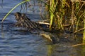 Mugger Crocodile, Crocodylus palustris, in Yala West National Park, Sri Lanka Royalty Free Stock Photo