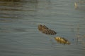 Mugger Crocodile, Crocodylus palustris, in Yala West National Park, Sri Lanka Royalty Free Stock Photo