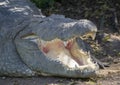 Mugger Crocodile or Indian Crocodile Crocodylus palustris