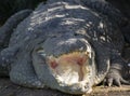 Mugger Crocodile or Indian Crocodile Crocodylus palustris