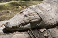 Mugger crocodile Indian Marsh Crocodile Royalty Free Stock Photo