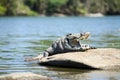 Mugger Crocodile