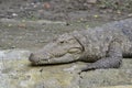 Mugger Crocodile/Marsh Crocodile Royalty Free Stock Photo