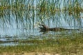 Mugger crocodile or marsh crocodile,Crocodylus palustris in Wilpattu National Park, Sri Lanka Royalty Free Stock Photo