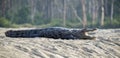 Mugger Crocodile